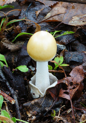 Amanita sinicoflava