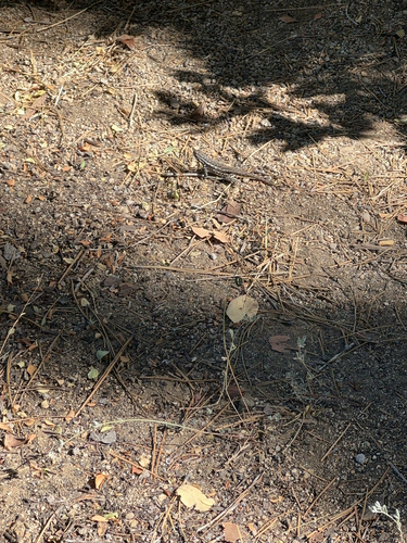 iNaturalist observation photo of Common Sagebrush Lizard