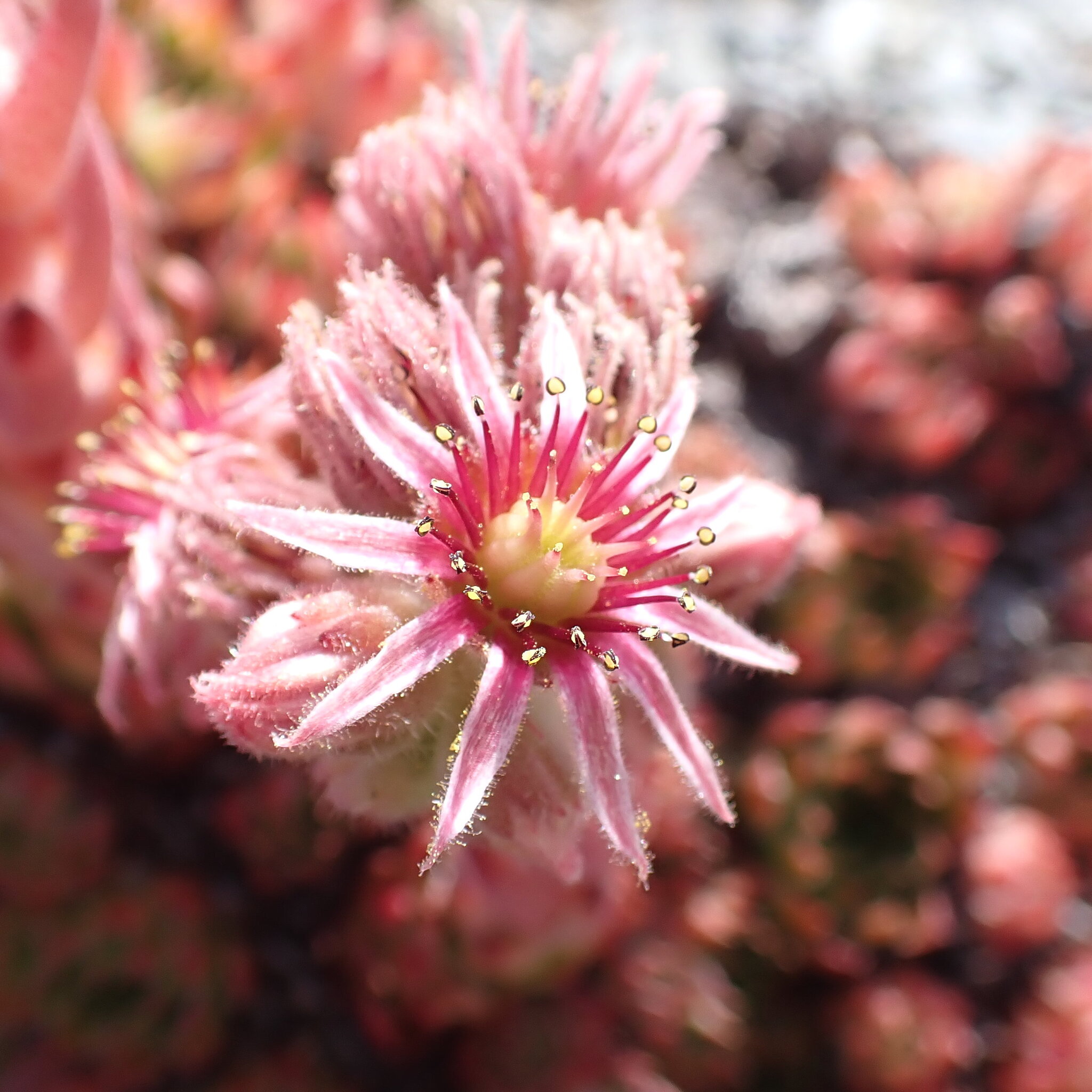Sempervivum 'Lemon and Lime' 2