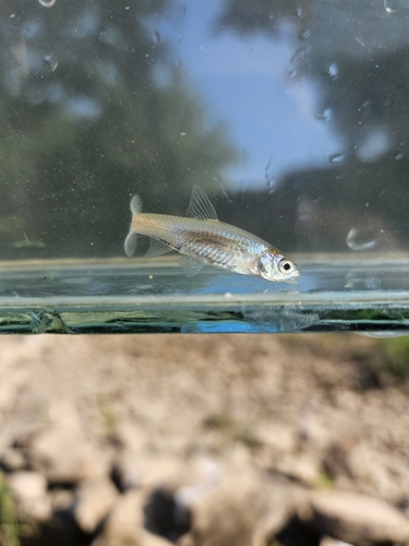 Ghost shiner (Notropis buchanani) — Cyprinidae — 5