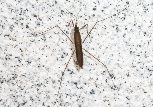 Limnoporus rufoscutellatus