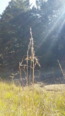 Andropogon virginicus virginicus