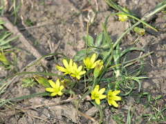 Gagea pusilla