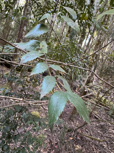 Blackheart sassafras (Atherosperma moschatum)