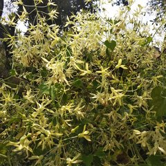 Echinopepon coulteri