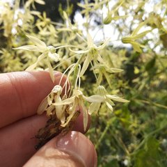 Echinopepon coulteri