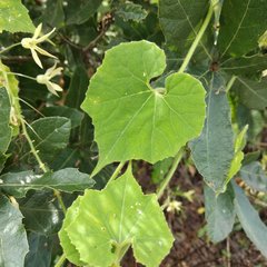 Echinopepon coulteri
