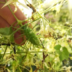 Echinopepon coulteri
