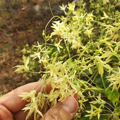 Echinopepon coulteri