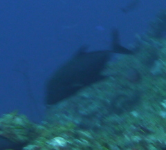 Caranx lugubris