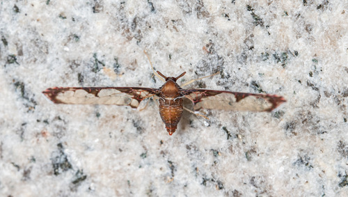 Losbanosia hibarensis