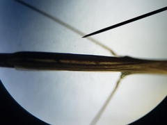 Hydrometra australis