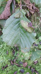 Taphrina tosquinetii