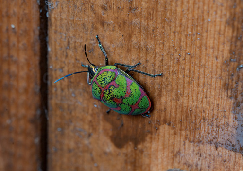 Clown Stink Bug
