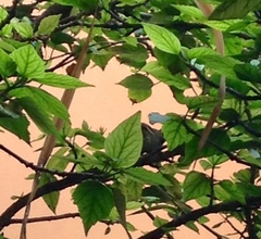 Thryomanes bewickii