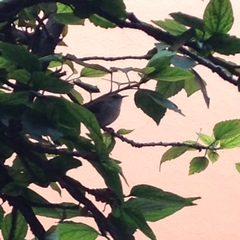 Thryomanes bewickii