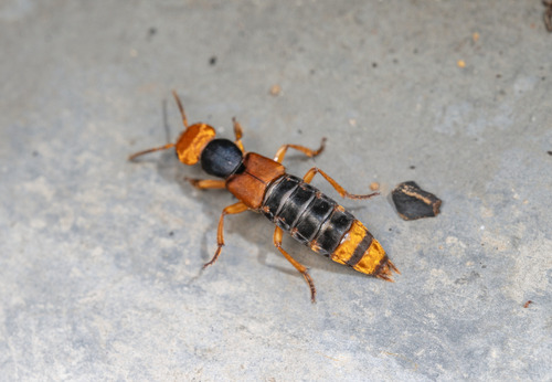 Dinothenarus chrysocomus