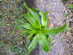 Plantago lanceolata