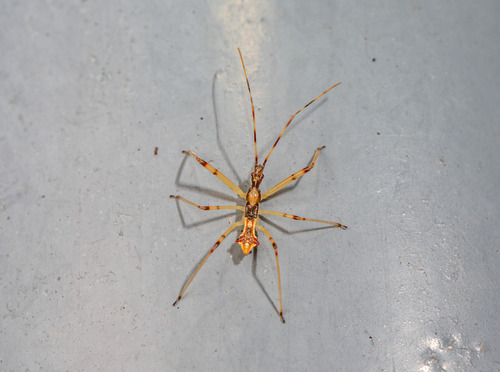 Epidaus tuberosus