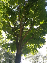 Swartzia robiniifolia