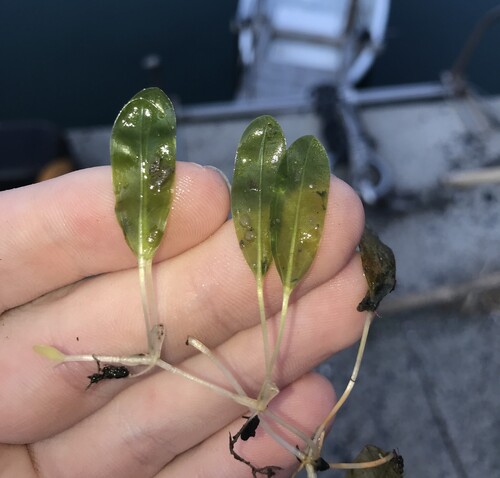 Halophila nipponica iNat (1)