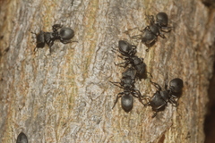 Cephalotes multispinosus