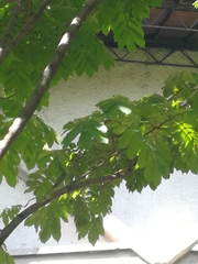 Swartzia robiniifolia