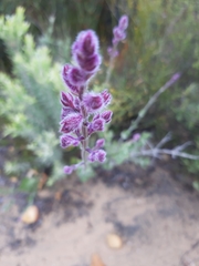 Salvia albicaulis