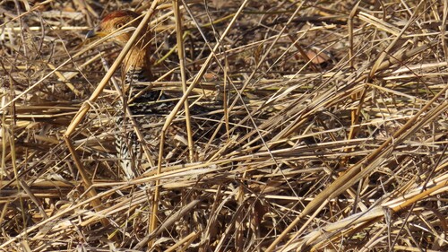 Coqui Francolin (Campocolinus coqui), photo 5