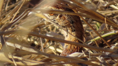 Coqui Francolin (Campocolinus coqui), photo 6