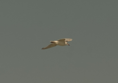 Gaviota cabecinegra (Larus melanocephalus)
