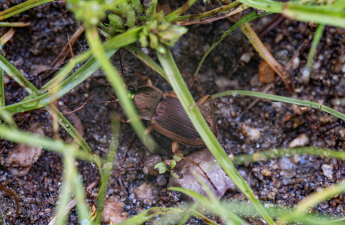 Chlaenius lineellus