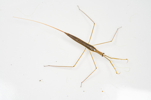 Ranatra chinensis