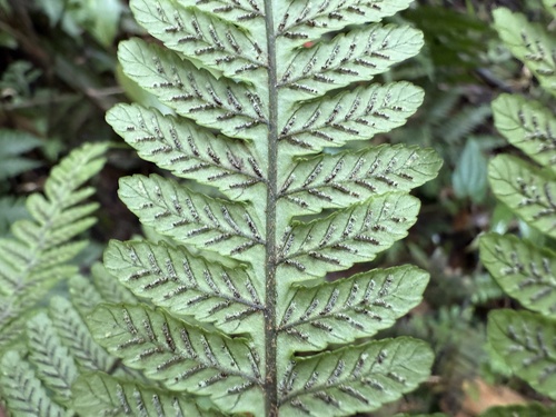 Diplazium lherminieri