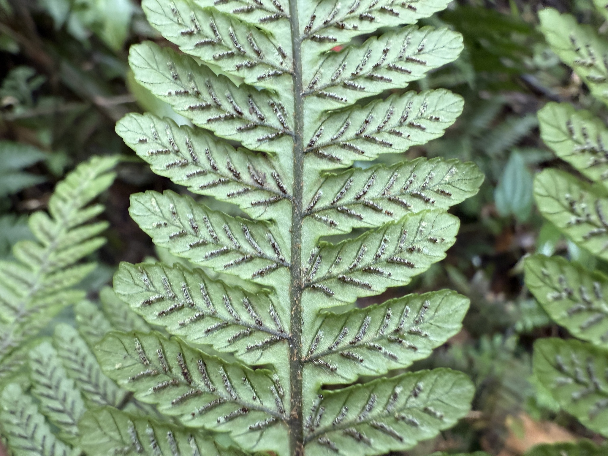 Diplazium lherminieri