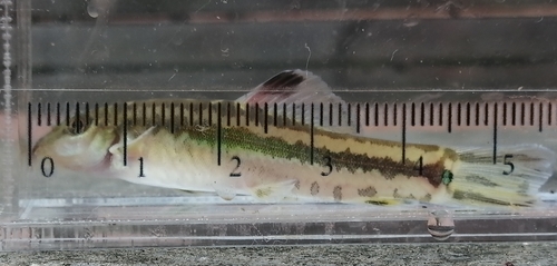 Beautiful loach (Traccatichthys pulcher) — Nemacheilidae — 5
