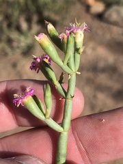 Mesembryanthemum junceum