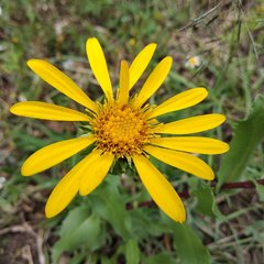 Grindelia inuloides