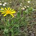 Grindelia inuloides - Photo (c) Bodo Nuñez Oberg, some rights reserved (CC BY-NC), uploaded by Bodo Nuñez Oberg