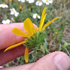 Grindelia inuloides