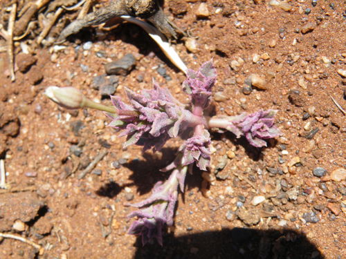 Talinum crispatulum