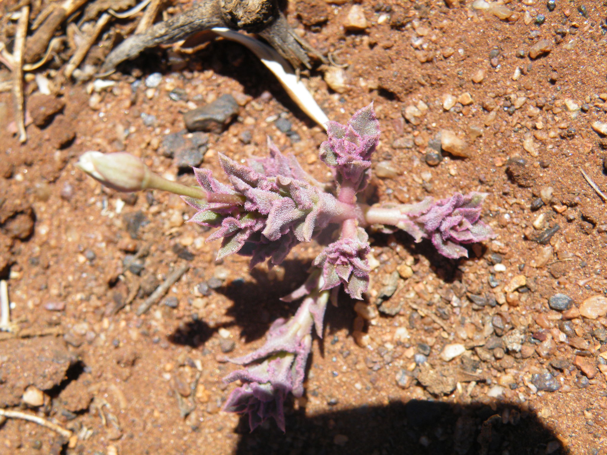 Talinum crispatulum Dinter & Poelln. 3