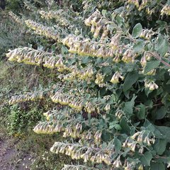 Brickellia secundiflora