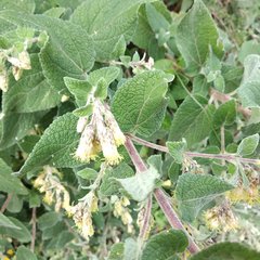Brickellia secundiflora