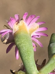Mesembryanthemum junceum