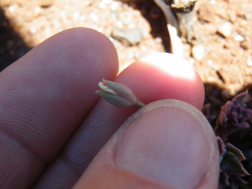 Talinum crispatulum
