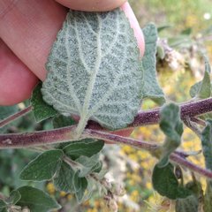 Brickellia secundiflora