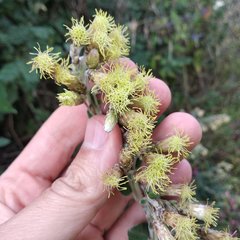 Brickellia secundiflora
