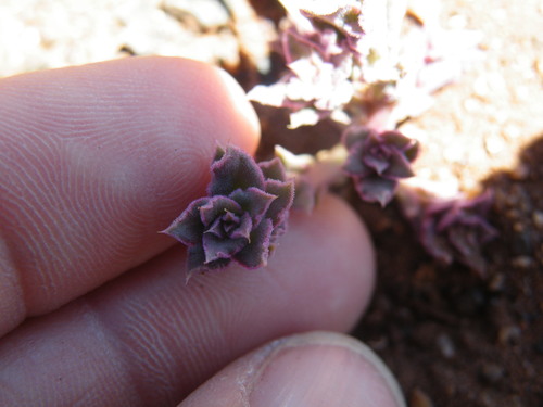 Talinum crispatulum