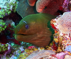 Gymnothorax funebris